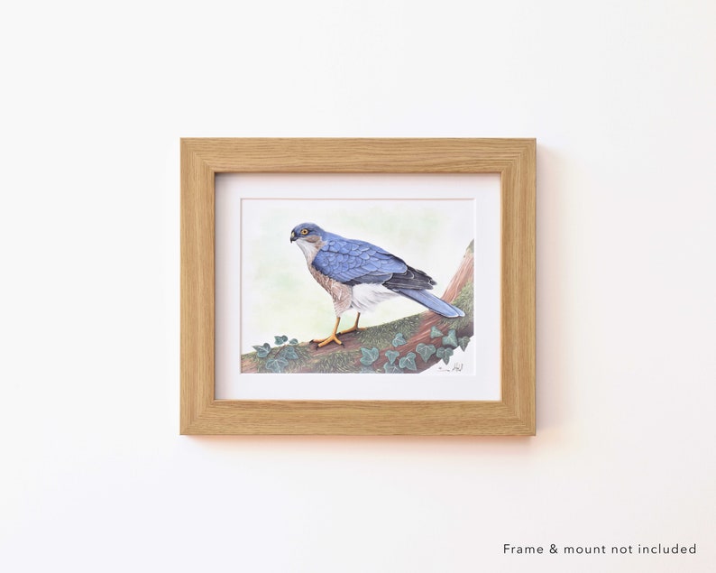 Sparrow Hawk Wildlife Art Print, A4 or 8x6 image 5