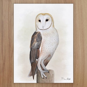 Barn Owl Wildlife Art Print, A4 or 8x6