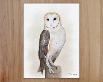 Barn Owl Wildlife Art Print, A4 or 8x6