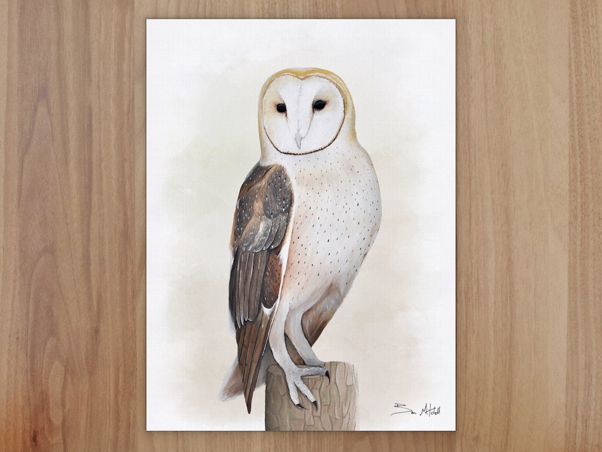 Barn Owl Wildlife Art Print, A4 or 8x6