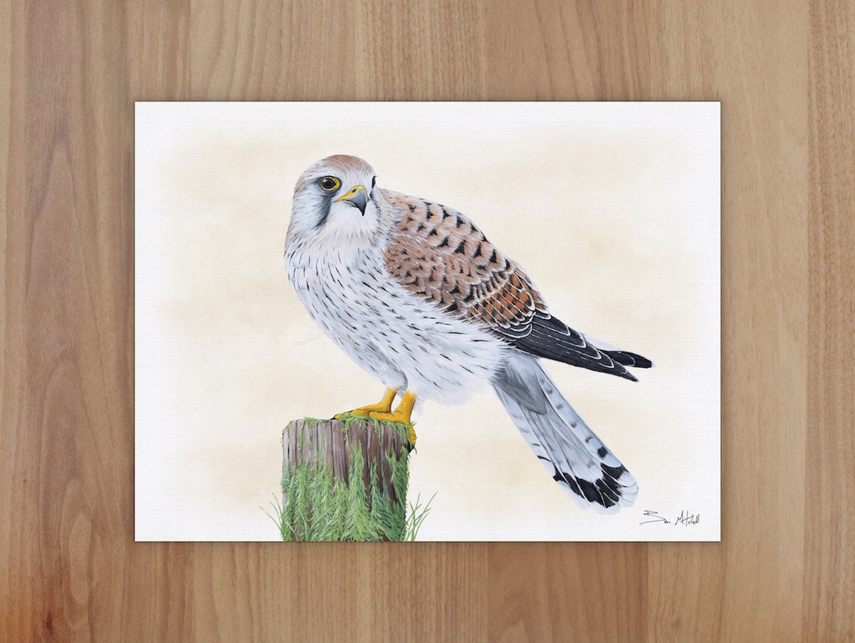 Kestrel Wildlife Art Print, A4 or 8x6