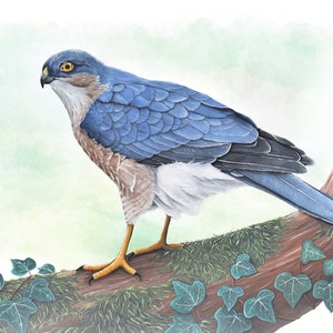 Sparrow Hawk Wildlife Art Print, A4 or 8x6 image 3