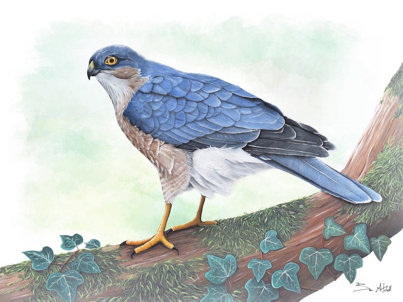 Sparrow Hawk Wildlife Art Print, A4 or 8x6 image 3