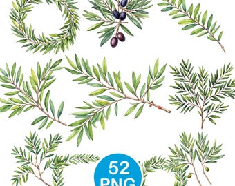 Olive Branch Clipart, Watercolor Olive Leaf PNG, Botanical Greenery Graphics, Digital Download