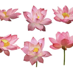 Pu&ograve; includere: Sei fiori di loto rosa con centri gialli sono isolati su uno sfondo bianco. I fiori sono in diverse fasi di fioritura, alcuni sono completamente aperti e altri ancora chiusi.