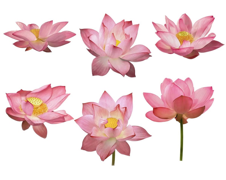 Pu&ograve; includere: Sei fiori di loto rosa con centri gialli sono isolati su uno sfondo bianco. I fiori sono in diverse fasi di fioritura, alcuni sono completamente aperti e altri ancora chiusi.