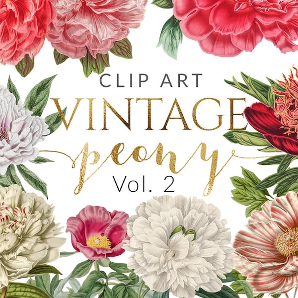 16 PNG Vintage Peony vol.2, Flower ClipArt, Botanical Illustrations, Design elements, Instant download, Vintage Floral Illustration, Peonies
