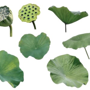Pu&ograve; includere: Una collezione di foglie di loto verdi e baccelli di semi isolati su uno sfondo bianco. Le foglie sono grandi e rotonde con un bordo leggermente ondulato. I baccelli di semi sono marroni e hanno un motivo a nido d'ape.