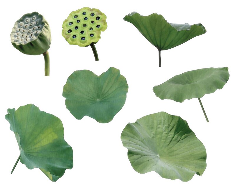 Pu&ograve; includere: Una collezione di foglie di loto verdi e baccelli di semi isolati su uno sfondo bianco. Le foglie sono grandi e rotonde con un bordo leggermente ondulato. I baccelli di semi sono marroni e hanno un motivo a nido d'ape.