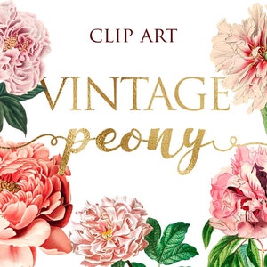 16 PNG Vintage Peony, Clip Art de flores, Ilustraciones botánicas, Elementos de diseño, Descarga instantánea