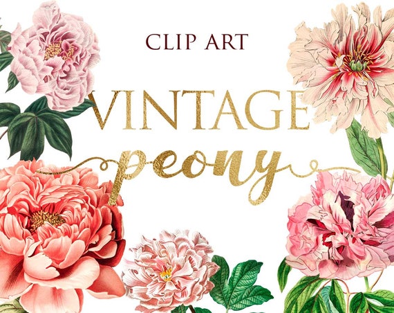 16 PNG Vintage Peony Flower Clip Art Botanical - Etsy