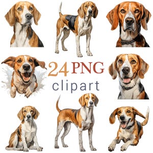 Puede incluir: Nueve ilustraciones de perros Beagle en varias poses, con pelaje marrón, negro y blanco. El texto "24 PNG clipart" está en el centro de la imagen.