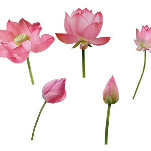 Pu&ograve; includere: Cinque fiori di loto rosa in diverse fasi di fioritura, dal bocciolo chiuso al fiore completamente aperto. I fiori sono isolati su uno sfondo bianco.