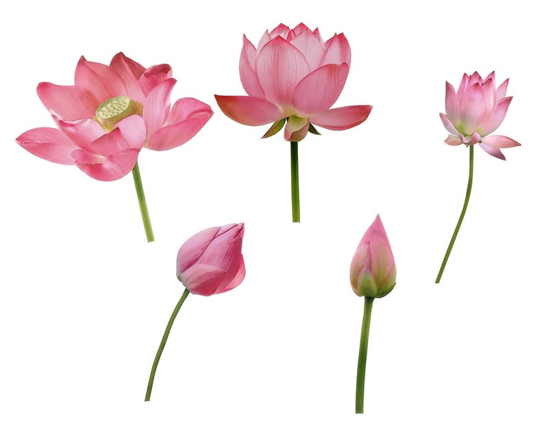 Pu&ograve; includere: Cinque fiori di loto rosa in diverse fasi di fioritura, dal bocciolo chiuso al fiore completamente aperto. I fiori sono isolati su uno sfondo bianco.