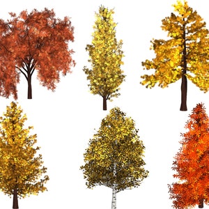 May include: Six different trees with fall foliage in various shades of orange, yellow, and red. The trees are isolated on a white background.