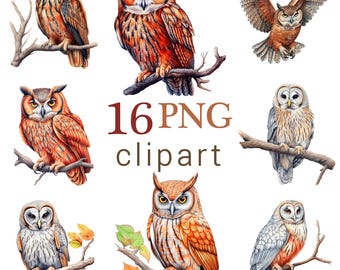 Ensemble PNG de cliparts hibou réaliste : illustrations d'oiseaux forestiers (téléchargement numérique, usage commercial)