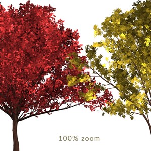 May include: Two trees with fall foliage. One tree has red leaves and the other has yellow leaves.