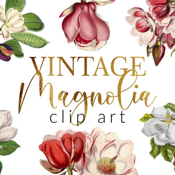16 PNG Vintage Magnolia, Flower Clip Art, Botanical Illustrations, Design elements, Instant download