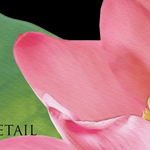 Pu&ograve; includere: Primo piano di un petalo di fiore di loto rosa con una foglia verde sullo sfondo. Il petalo &egrave; morbido e delicato, con una texture sottile. La foglia verde &egrave; di un verde vibrante, fornendo uno sfondo contrastante al petalo rosa.