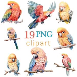 19 PNG Realistic Parrot Clipart, Colorful Parrots, Digital Files, Tropical Bird Illustration, Commercial use, Printable Clip Art for Crafts