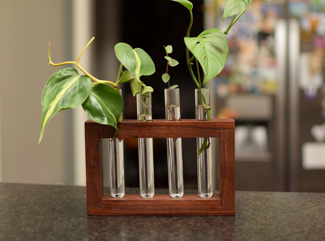 Plant Propagation Station With Four Glass Tubes. Walnut Wood Hanging