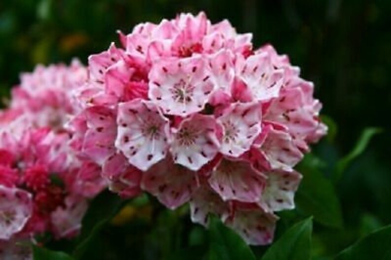Kalmia latifolia /'olympic fire/' mountain laurel-starter plant