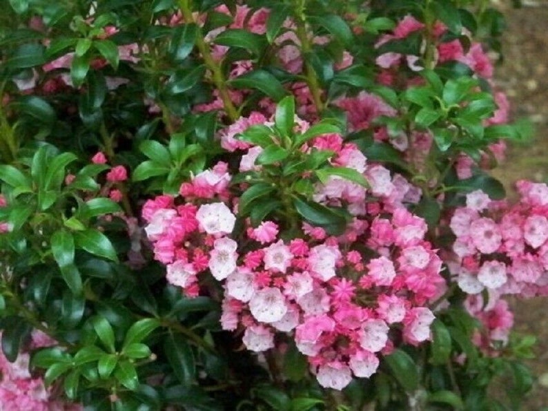 approx 4-6 inch mountain laurel-starter plant Kalmia latifolia /'little linda/'