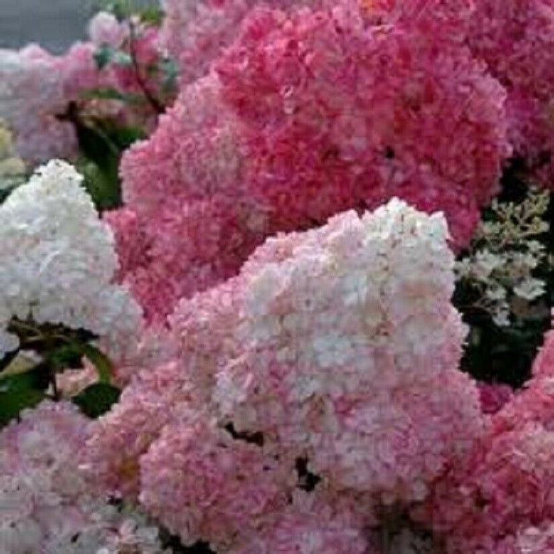 starter plant Hydrangea paniculata /'sunday fraise/'