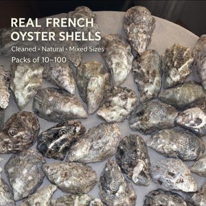 Französische Austernschalen | Leicht gereinigt, Küsten Dekor | 2-5 Zoll/ 5-12 cm