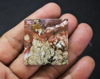 Scenic Multicolor Opalized Petrified Wood