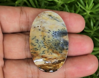 Scenic Multicolor Opalized Petrified Wood