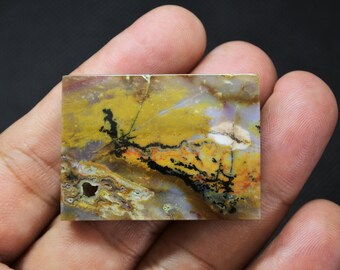 Scenic Druzy Multicolor Opalized Petrified Wood