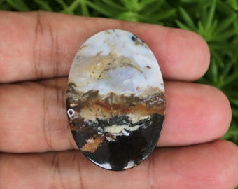 Scenic Multicolor Opalized Petrified Wood