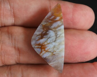 Multicolor Opalized Petrified Wood Rare