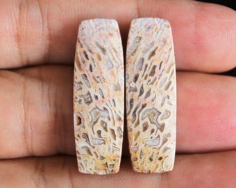 Petrified Palm Root Pair: Palm Wood Cabochons
