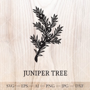 Common juniper (Juniperus communis) SVG. Juniper tree branch outline drawing. Hand drawn floral clipart, birth tree clipart