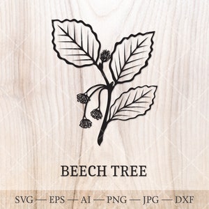 Beukenboom SVG. Geboortebomen SVG. Boomomtrektekening geboortemaand. Beukenblad svg. Verjaardagsclipart, geboorteboom clipart