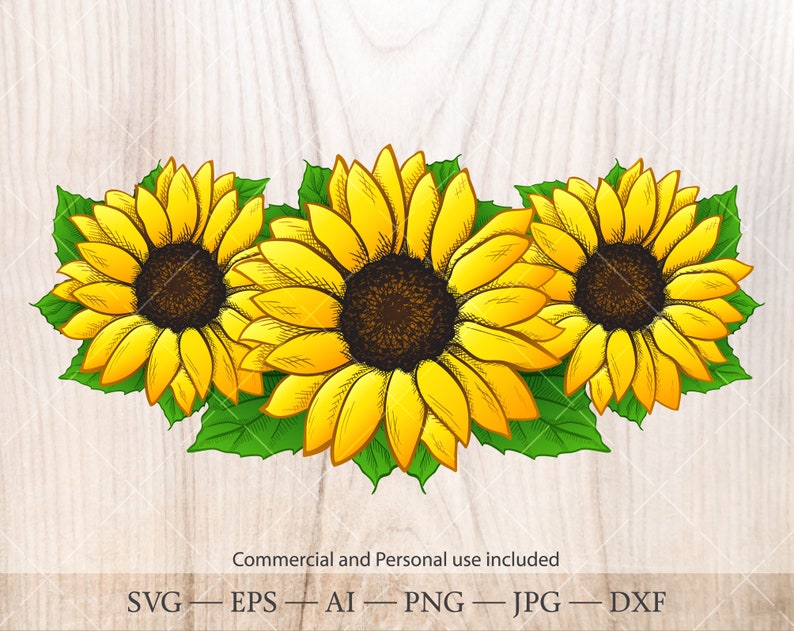 Free Free 264 Sunflower Clipart Svg Free SVG PNG EPS DXF File