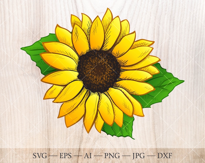 Free Free 235 Vector Sunflower Svg SVG PNG EPS DXF File