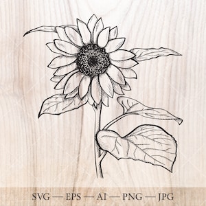 SVG de tournesol. Clipart de tournesol. Croquis fleur svg, Illustration florale