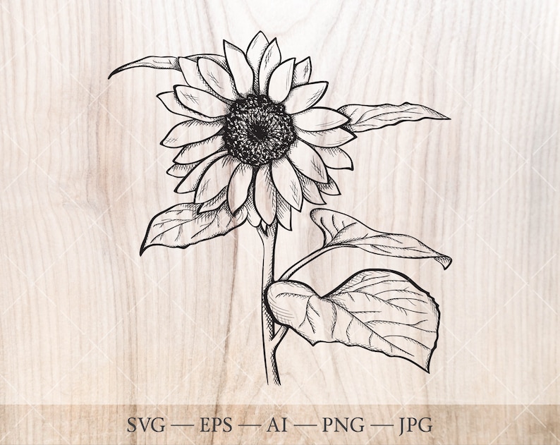 Download Sunflower Clipart Sunflower Svg Floral Illustration Sketch Flower Svg Clip Art Art Collectibles