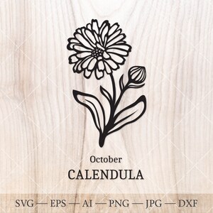 Calendula SVG, October Birth Flower SVG. Birth month flower calendula drawing. Birthday flower clipart