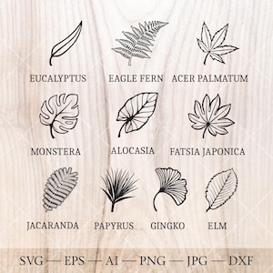 Ensemble SVG australien de feuilles d'arbres et de plantes. 10 dessins de contour de feuille d'arbre. Australie clipart floral, art d'arbres et de plantes