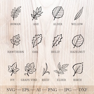 Calendario dell'albero celtico SVG. 13 L'albero di nascita lascia SVG. Disegno del profilo dell'albero del mese di nascita. Clipart dell'albero di nascita