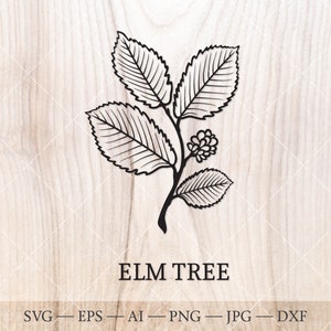 Orme SVG. Arbres de naissance SVG. Dessin du contour de l'arbre du mois de naissance. Clipart floral d'anniversaire, clipart d'arbre de naissance