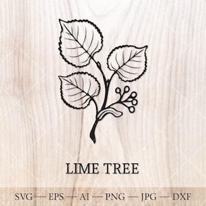 Árbol de lima SVG. Árbol de tilo SVG. Árboles de nacimiento SVG. Dibujo de contorno de árbol del mes de nacimiento. Hoja de tilo SVG. Clipart de cumpleaños, clipart de árbol de nacimiento