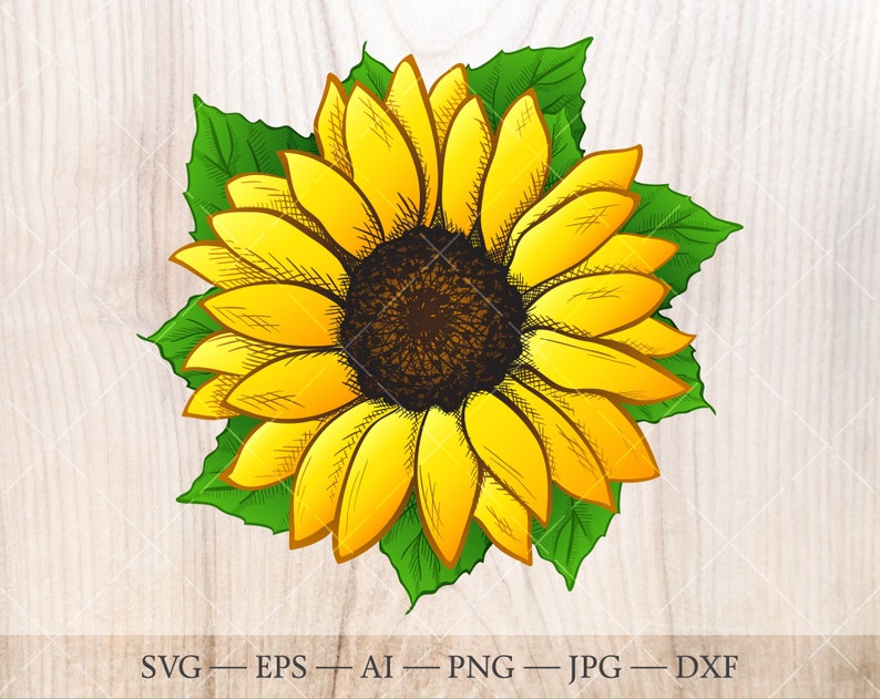 Free Free 329 Realistic High Resolution Sunflower Svg SVG PNG EPS DXF File