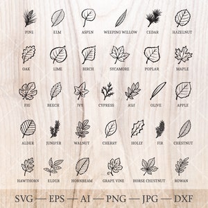L'albero lascia il pacchetto SVG. 32 disegni di contorni di foglie d'albero. Clipart floreale di compleanno, arte dell'albero di nascita