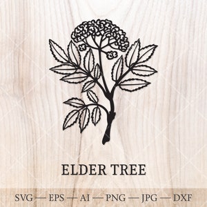 Holunder SVG. Geburtsbäume SVG. Keltischer Baumkalender. Geburtsmonat Baum Umrisszeichnung. Geburtsbaum Clipart