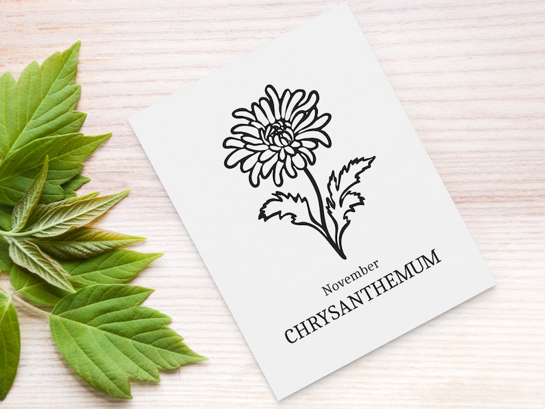 Chrysanthemum SVG, November Birth Flower SVG. Birth month flower drawing. Birthday flower clipart image 2